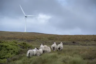 Wind turbine in field with sheep
