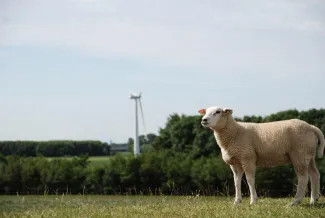 Sheep with turbine